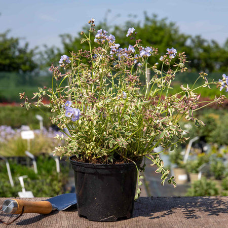 Polemonium Plant 'Stairway To Heaven'