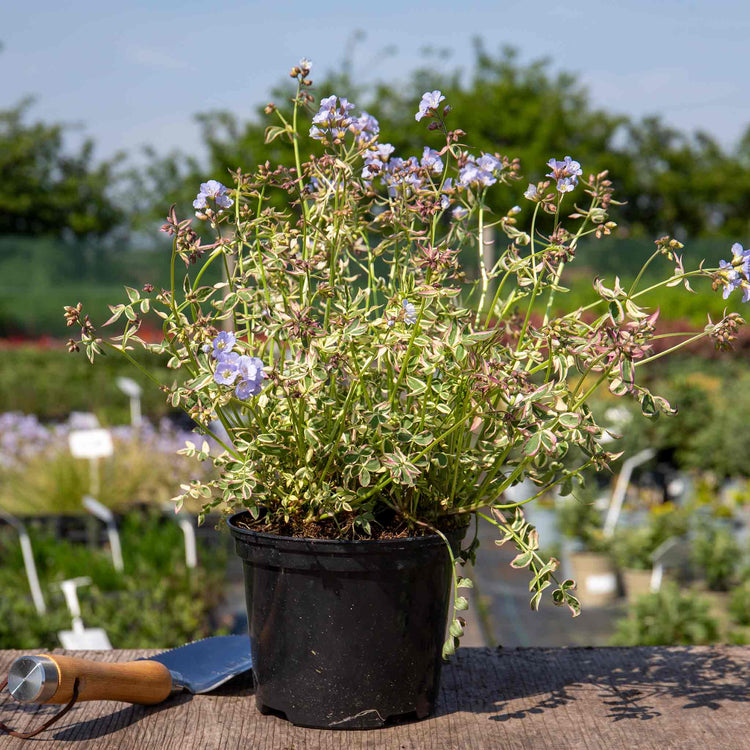 Polemonium Plant 'Stairway To Heaven'