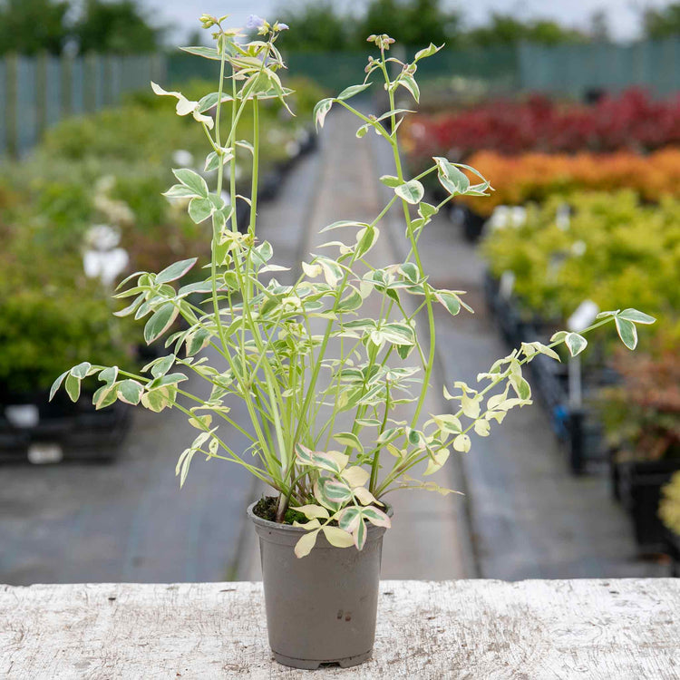 Polemonium Plant 'Stairway To Heaven'