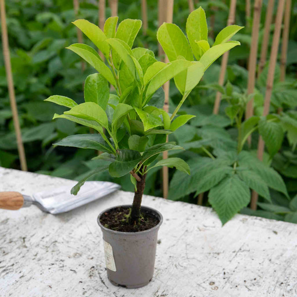 Prunus lauro Plant 'Etna'