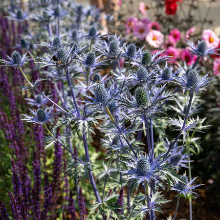 Eryngium Plant 'Big Blue'