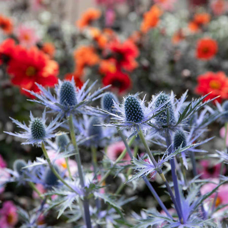 Eryngium Plant 'Big Blue'