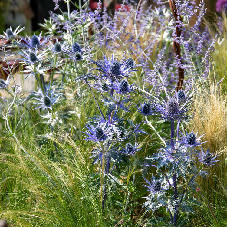 Eryngium Plant 'Big Blue'