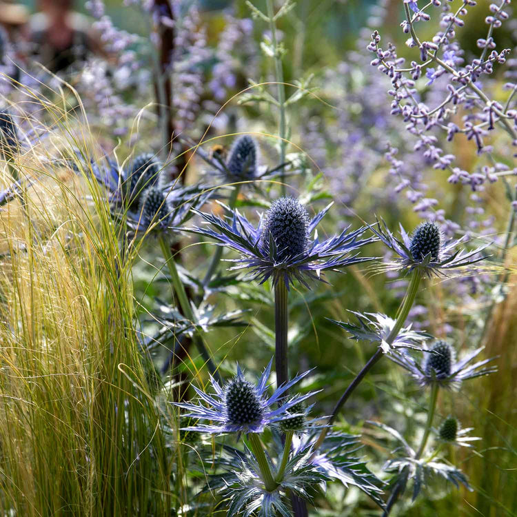 Eryngium Plant 'Big Blue'