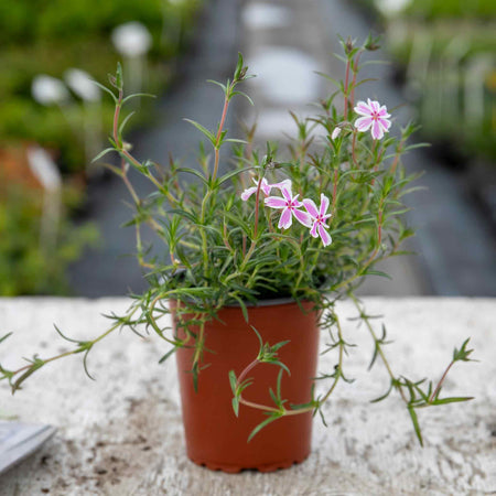 Phlox Plant 'Candy Stripe'