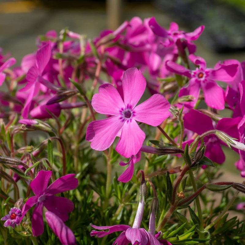 Phlox 'McDaniels Cushion'