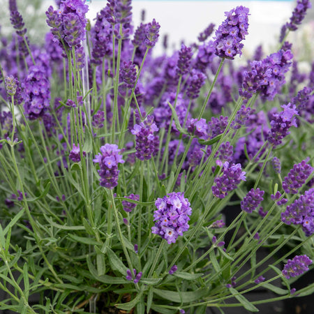 Lavender Plant 'Hidcote Blue Strain'