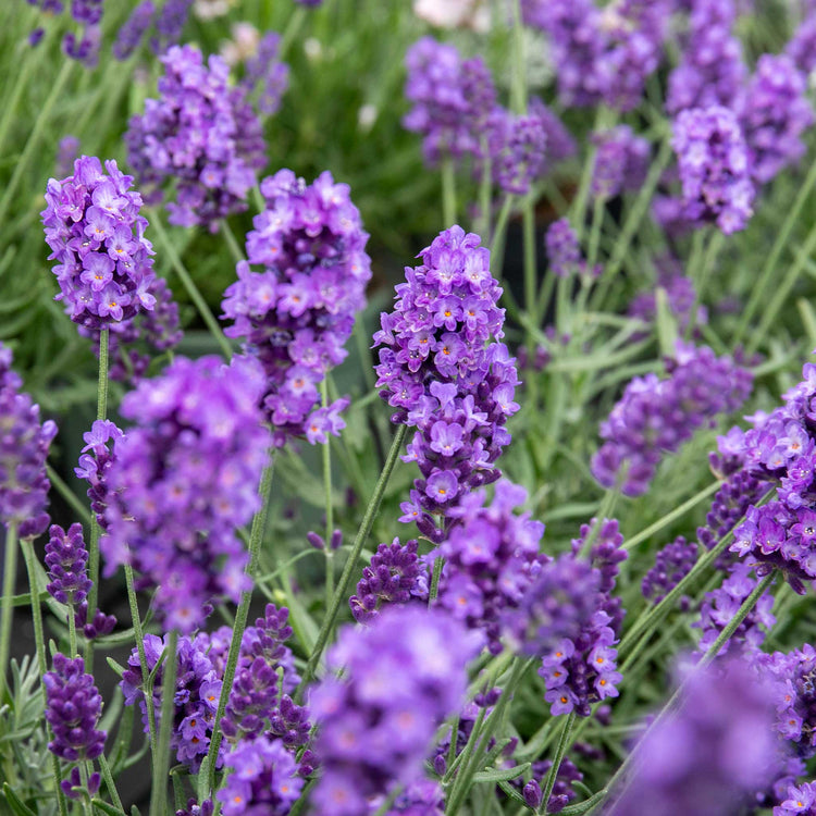 lavender hidcote planting instructions Lavender Plant 'Hidcote Blue'