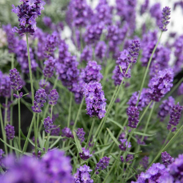 Lavender Plant 'Hidcote Blue Strain'
