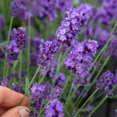 Lavender Plant 'Hidcote Blue Strain'