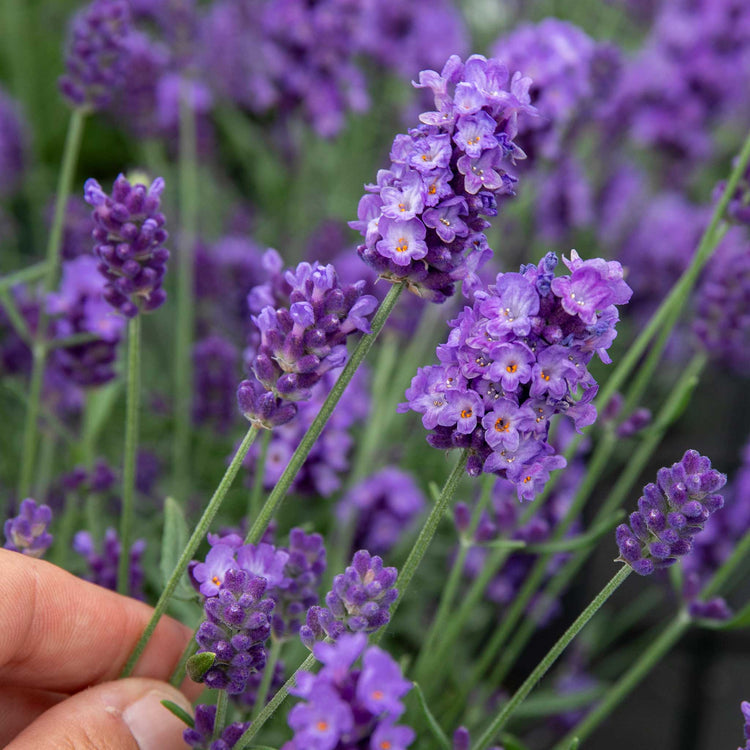 hidcote blue lavender plants Lavender Plant 'Hidcote Blue'
