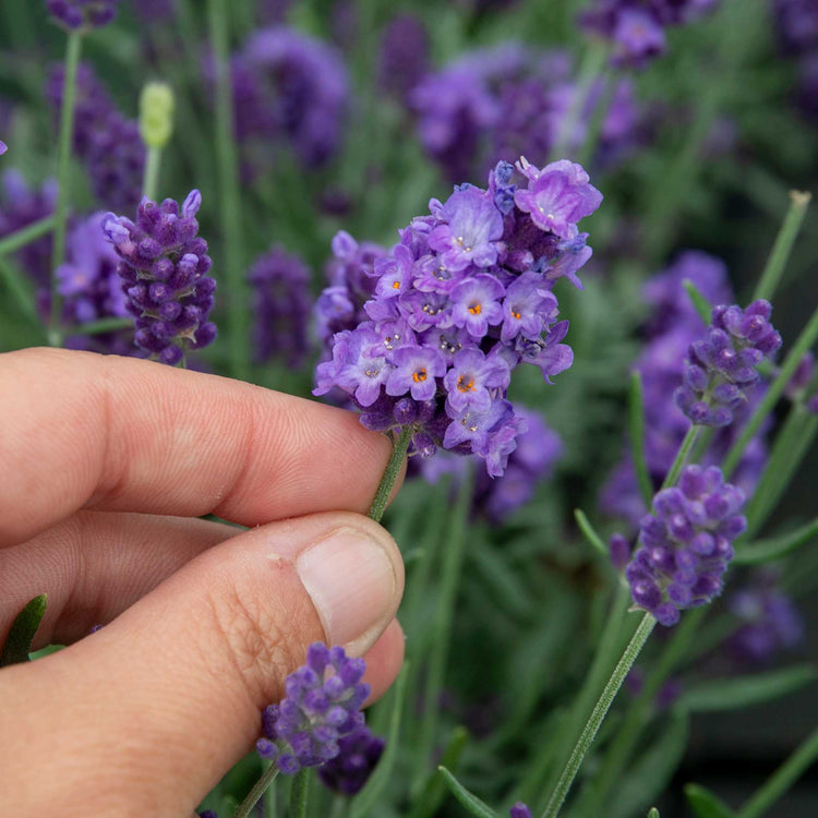 lavender flower or herb Lavender 'Hidcote' (Herb)