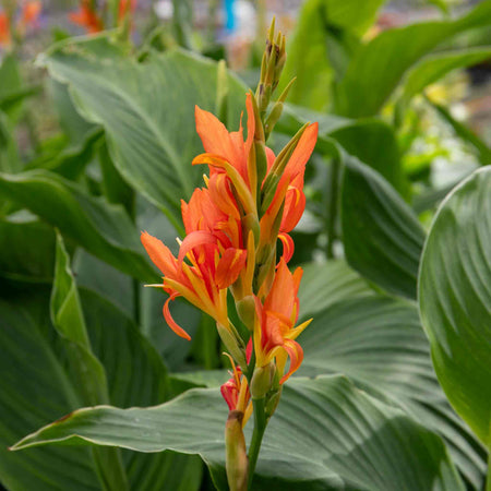 Canna Plant 'Wyoming'