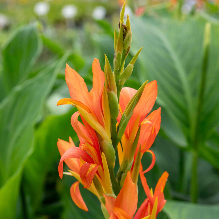 Canna Plant 'Wyoming'