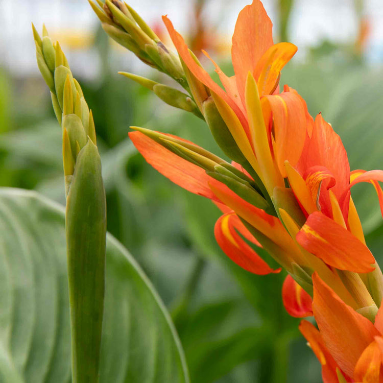 Canna Plant 'Wyoming'
