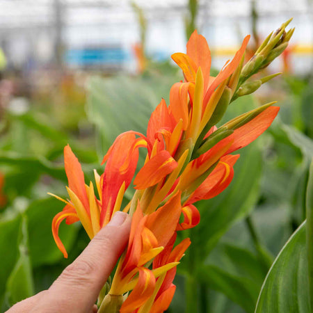 Canna Plant 'Wyoming'