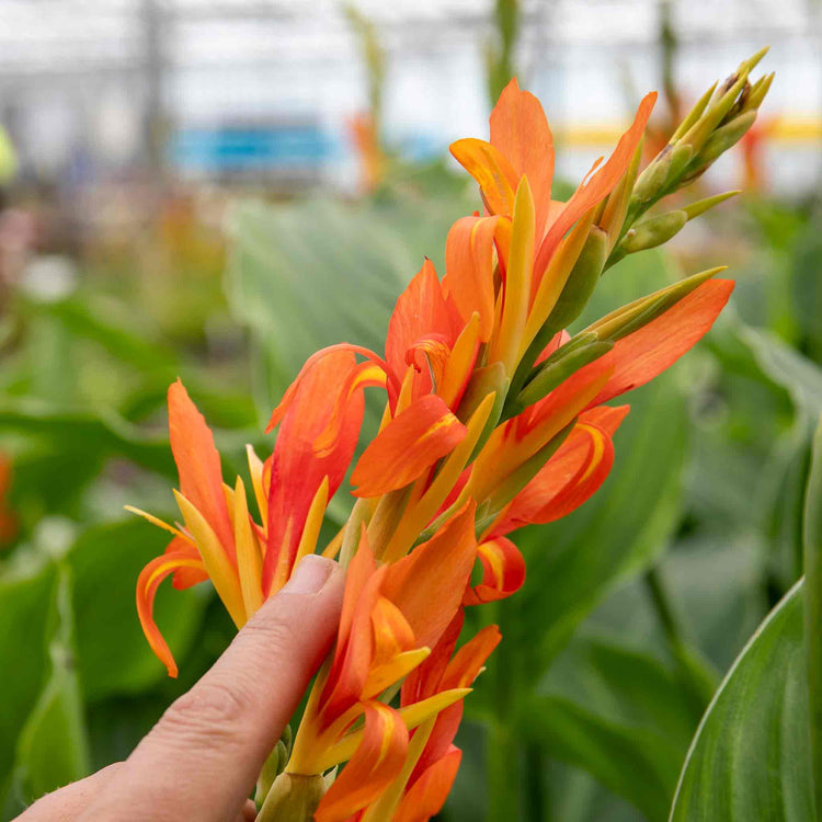 Canna Plant 'Wyoming'