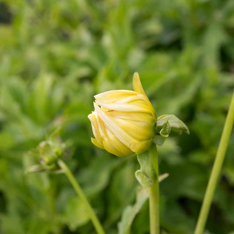 Dahlia Plant 'Kennemerland'