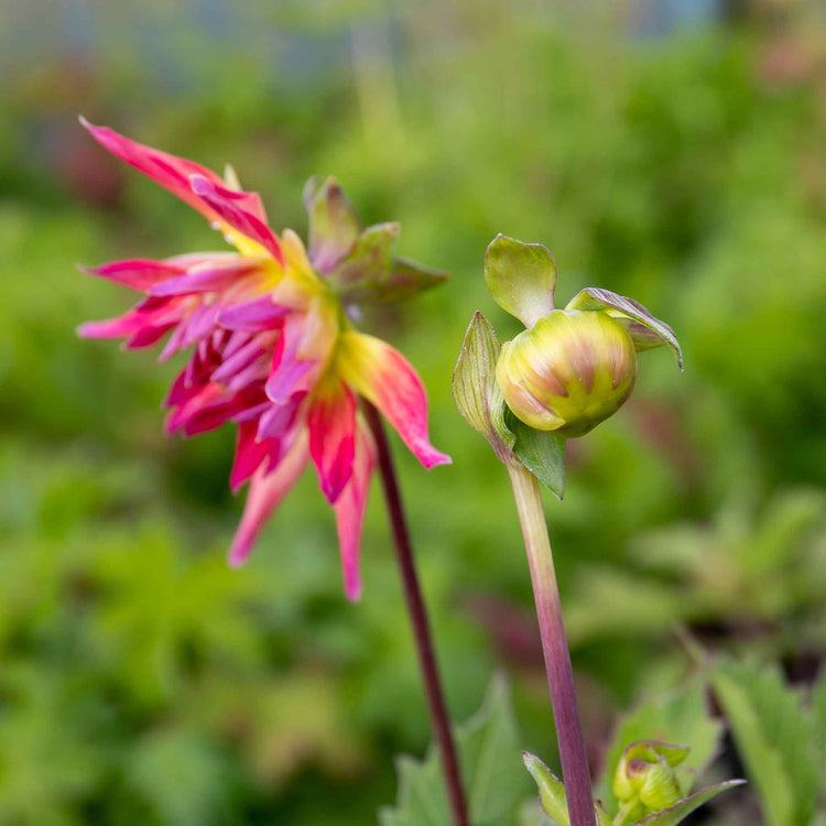 Dahlia Plant 'Hayley Jane'