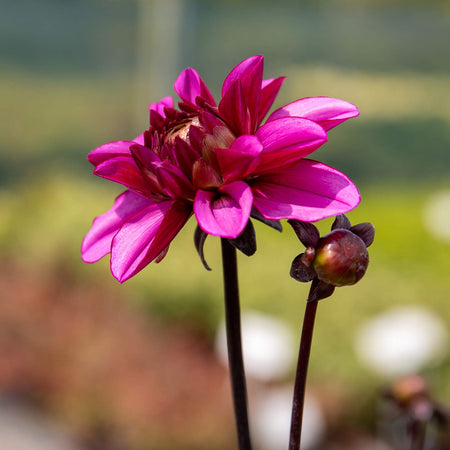 Dahlia Plant 'Creme de Cassis'