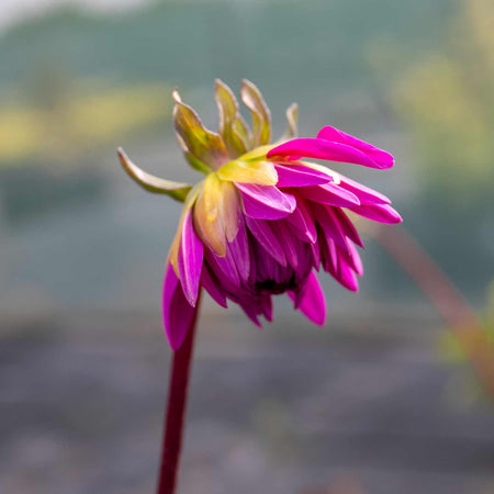 Dahlia Plant 'Purple Gem'