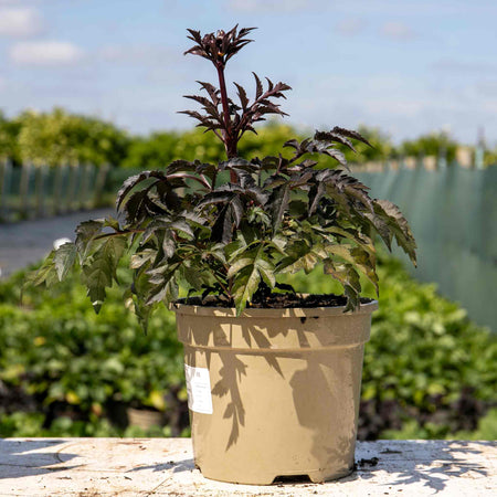 Dahlia Plant 'Bishop of Llandaff'