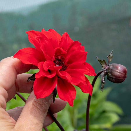 Dahlia Plant 'Bishop of Llandaff'