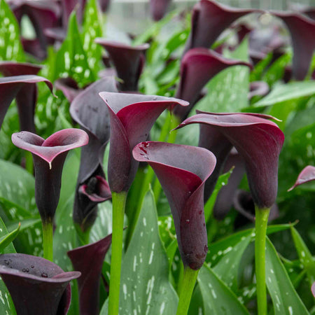 Zantedeschia Bulb 'Black'