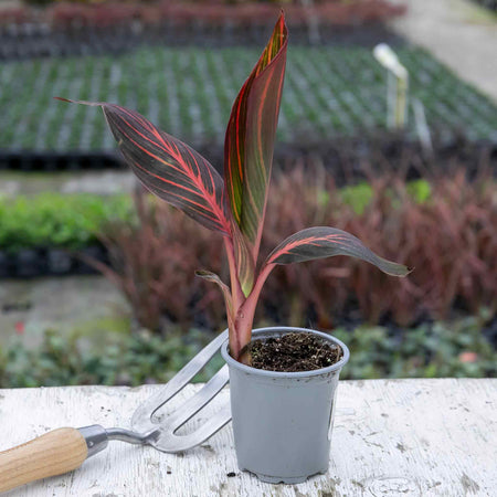 Canna Plant 'Lily Tropicana'