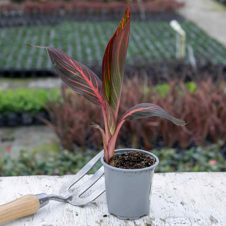 Canna Plant 'Lily Tropicana'