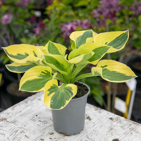 Hosta Plant 'Brim Cup'