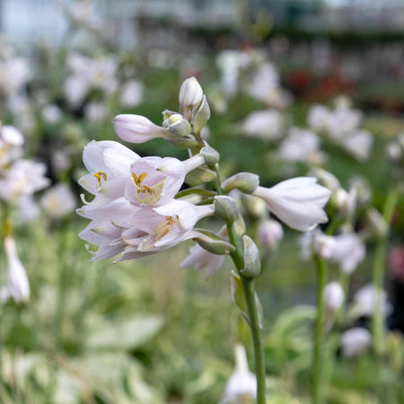 Hosta Plant 'Brim Cup'