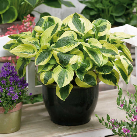 Hosta Plant 'Brim Cup'