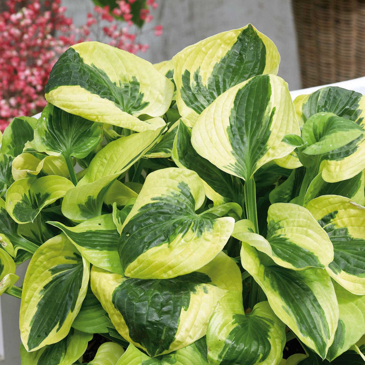 Hosta Plant 'Brim Cup'