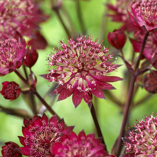 Astrantia Plant 'Star of Love'