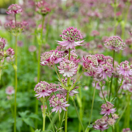 Astrantia Plant 'Star of Love'