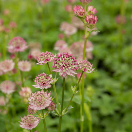 Astrantia Plant 'Star of Love'