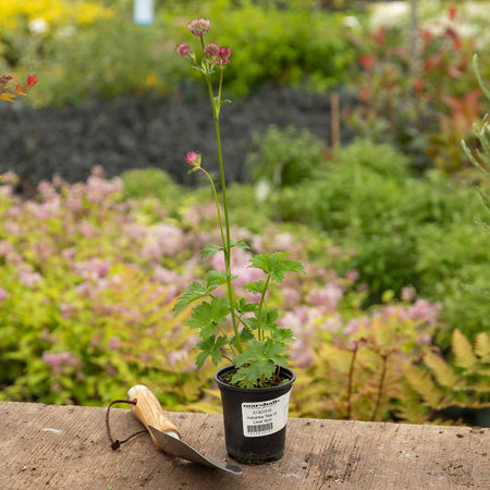 Astrantia Plant 'Star of Love'