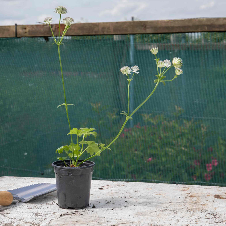 Astrantia Plant 'Buckland'