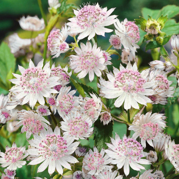 Astrantia Plant 'Buckland'