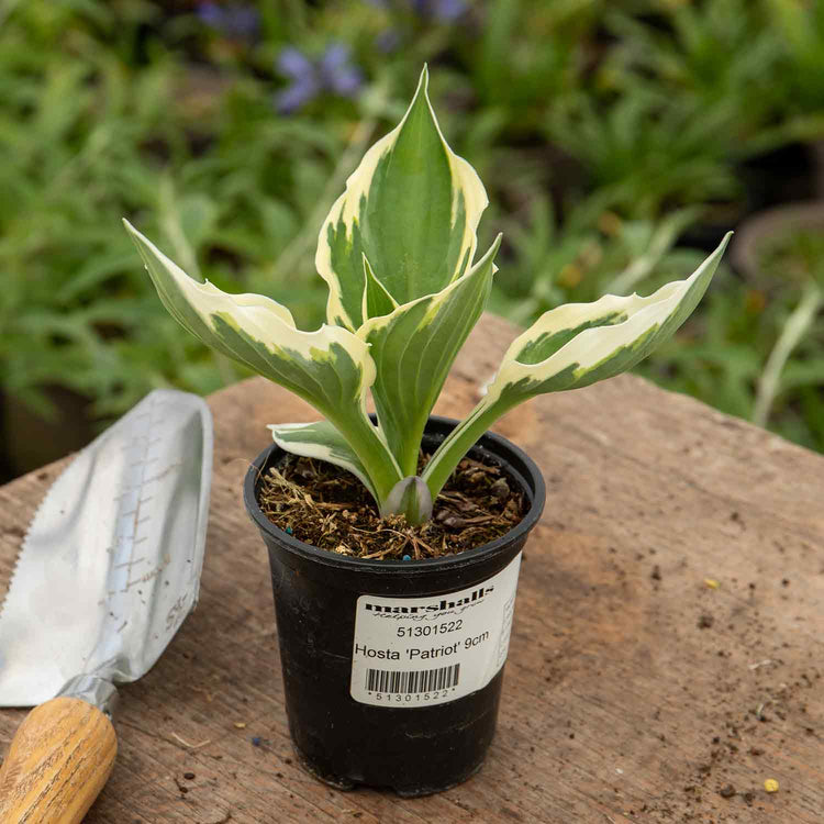 Hosta Plant 'Patriot'