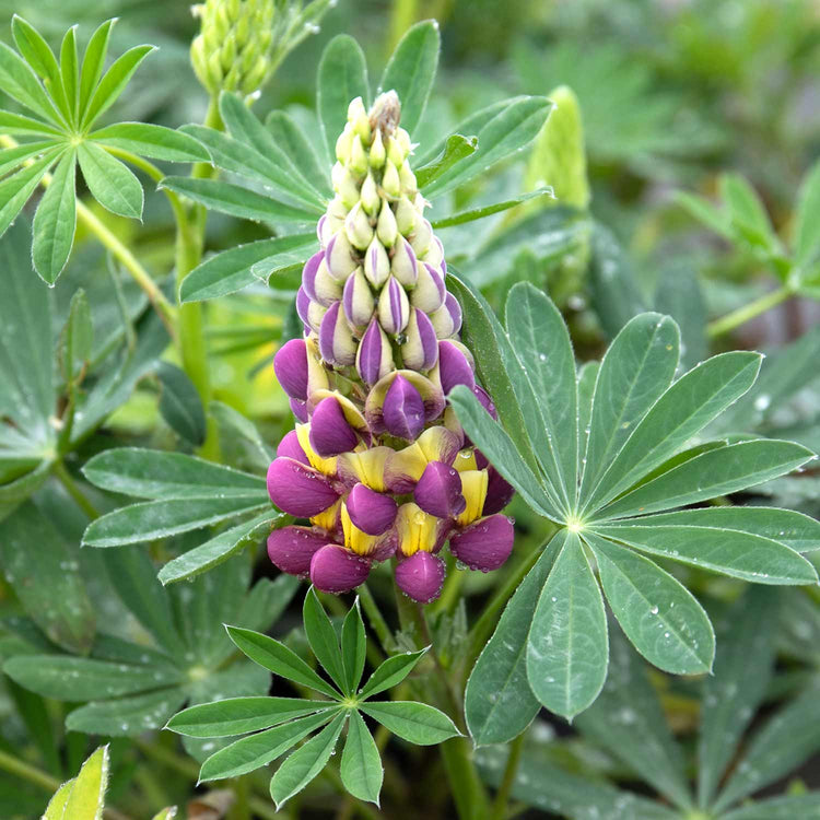 Lupin Plant 'Manhattan Lights'