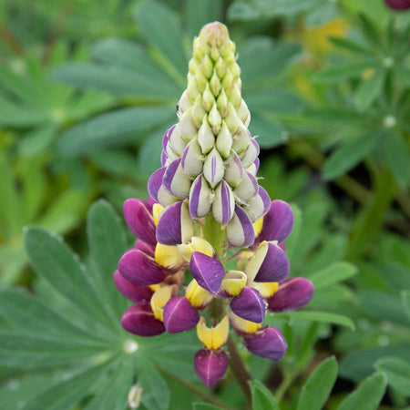 Lupin Plant 'Manhattan Lights'