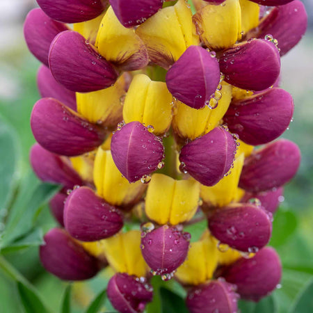 Lupin Plant 'Manhattan Lights'