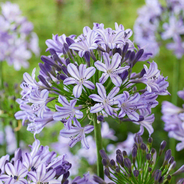 Agapanthus Plant 'Poppin Star'