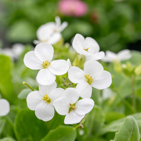 Arabis Plant 'Alpina Alabaster'