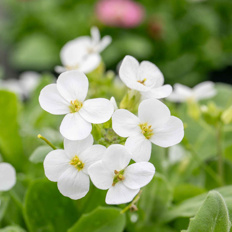 Arabis Plant 'Alpina Alabaster'