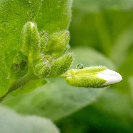 Arabis Plant 'Alpina Alabaster'