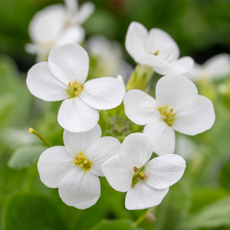 Arabis Plant 'Alpina Alabaster'