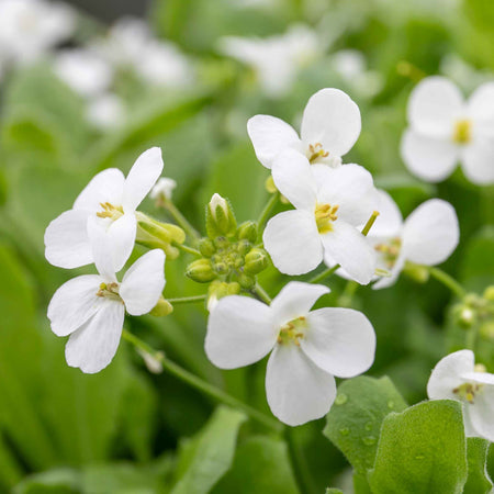 Arabis Plant 'Alpina Alabaster'